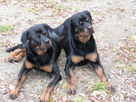 Rottweiler Hunde Foto 35463 Rottweiler Reden die mit uns? Blacky + Tyson von der Martinus