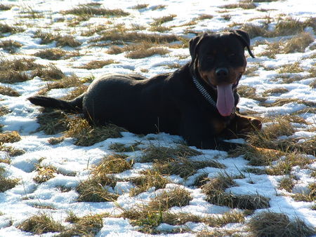 Rottweiler Hunde Foto 28358 Rottweiler Hi Ich bin Stacy ....brrrrr...saukalt hier..smile