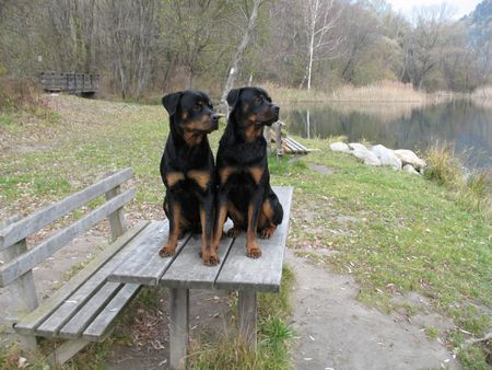 Rottweiler Hunde Foto 35464 Rottweiler Ich glaub da schwimmt gerade unser Mittagessen vorbei ! Blacky + Tyson von der Martinus 10 Monate
