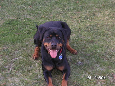 Rottweiler Hunde Foto 29335 Rottweiler