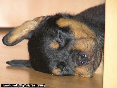 Rottweiler Hunde Foto 24465 Rottweiler Timba