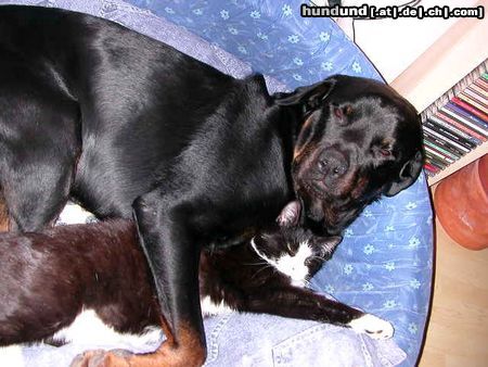 Rottweiler Hunde Foto 11393 Rottweiler Unser Tyson mit einer seiner Katzen