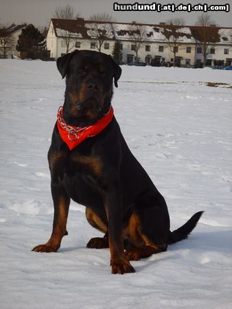 Rottweiler Hunde Foto 18646 Rottweiler Valentino