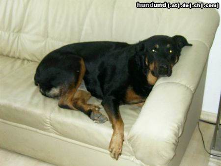 Rottweiler Hunde Foto 15816 Rottweiler Jerry