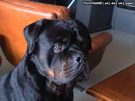 Rottweiler Hunde Foto 22447 Rottweiler unser hund meda aus serbien