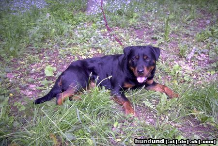 Rottweiler Meine geliebte Snoop