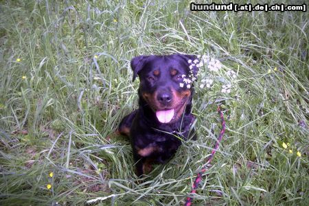 Rottweiler Hunde Foto 21445 in höherer Auflösung ansehen Rottweiler Meine geliebte Snoop