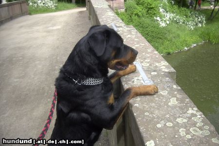 Rottweiler Hunde Foto 21447 in höherer Auflösung ansehen Rottweiler Meine geliebte Snoop