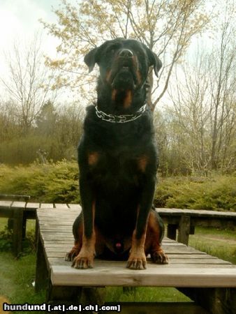 Rottweiler Hunde Foto 10751 Rottweiler Rocco