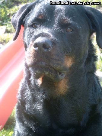 Rottweiler Hunde Foto 10945 Rottweiler Und nocheinmal