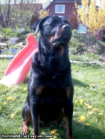 Rottweiler Hunde Foto 10946 Rottweiler Und nocheinmal !!!!