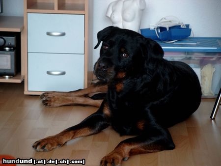 Rottweiler Hunde Foto 21851 in höherer Auflösung ansehen Rottweiler Mein süßer Opa (7 Jahre alt)