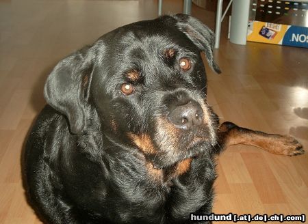 Rottweiler Schlaf schön mein Dicker und guck ab und zu mal runter.H.D.L.