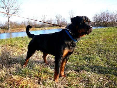 Rottweiler Hunde Foto 36763 Rottweiler Bogart von den Nibelungen 22 Monate jung