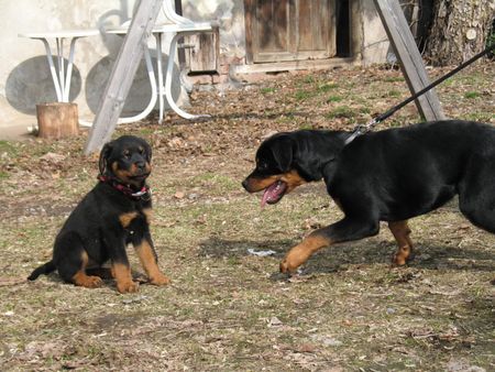 Rottweiler Hunde Foto 34243 Rottweiler Bonny & klein Blacky. Hilfe Die verfolgt mich!
