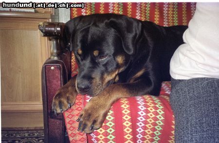 Rottweiler MOJ PIES NAME BORG FROM POLEND