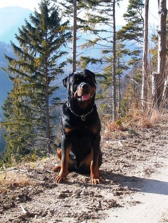Rottweiler Boully im Wald