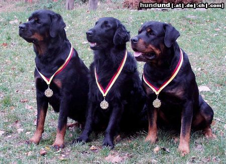 Rottweiler Hunde Foto 18774 Rottweiler Faarby VOMBAT - ich bin Sieger