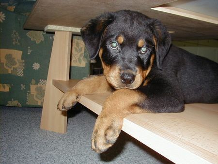 Rottweiler Hunde Foto 2664 Rottweiler