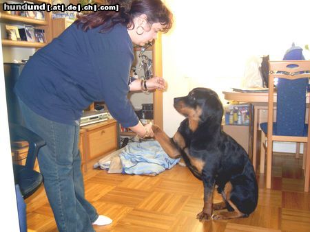 Rottweiler Hunde Foto 19641 in höherer Auflösung ansehen Rottweiler Was man nicht alles tut,...