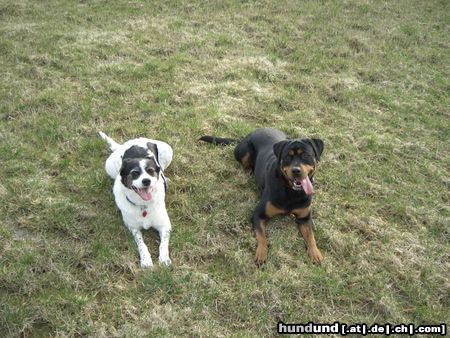 Rottweiler Hunde Foto 21074 in höherer Auflösung ansehen Rottweiler wir zwei...