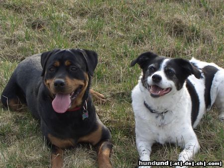 Rottweiler Hunde Foto 21075 in höherer Auflösung ansehen Rottweiler toben ist anstrengend