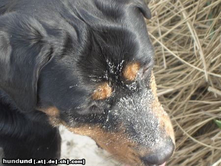 Rottweiler Hunde Foto 21072 in höherer Auflösung ansehen Rottweiler Immer dieser Strandsand