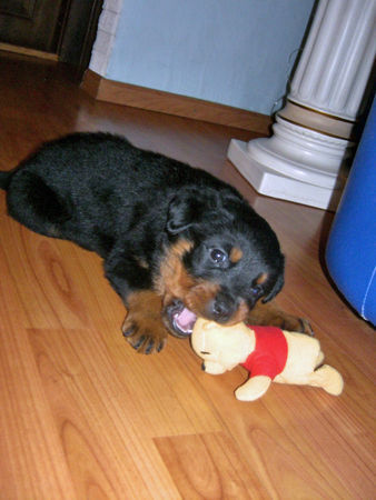 Rottweiler bomber 6 wochen