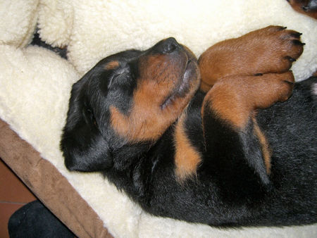 Rottweiler Hunde Foto 41556 in höherer Auflösung ansehen Rottweiler bomber 10 wochen