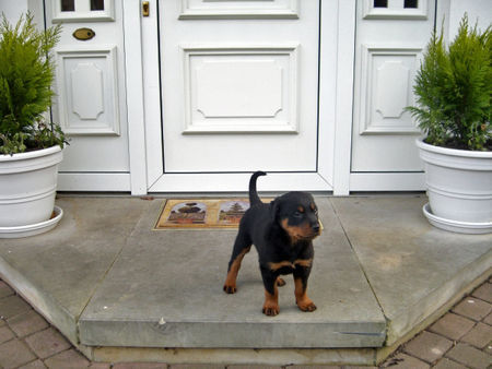 Rottweiler bomber 8 wochen