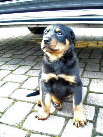 Rottweiler Hunde Foto 42074 in höherer Auflösung ansehen Rottweiler bomber 8 wochen