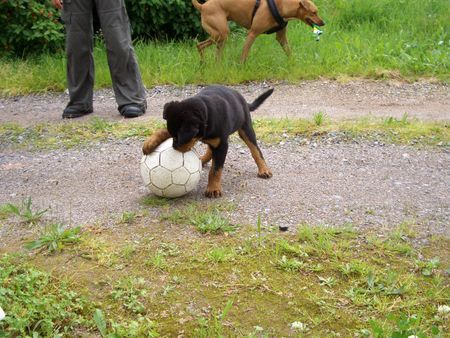 Rottweiler Hunde Foto 29441 in höherer Auflösung ansehen Rottweiler