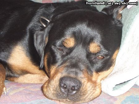 Rottweiler Hunde Foto 20906 in höherer Auflösung ansehen Rottweiler