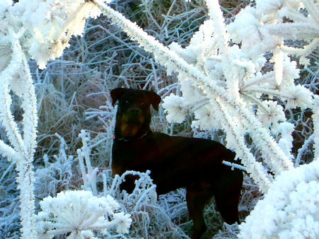 Rottweiler Mein Lucky mit 9 Monaten