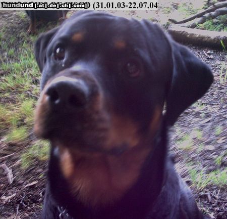Rottweiler Hunde Foto 13071 Rottweiler Memories of Cisco