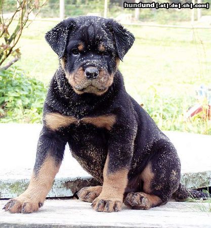 Rottweiler Hunde Foto 18772 Rottweiler Chaff Vombat