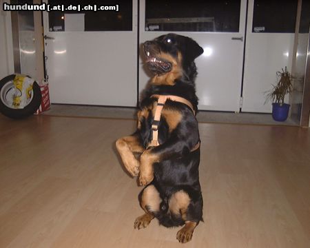 Rottweiler Hunde Foto 17808 Rottweiler Rotti Chato im Häsi