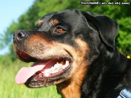 Rottweiler Hunde Foto 7347 Rottweiler Chewy