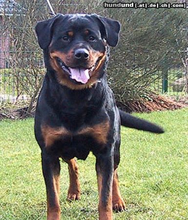 Rottweiler Hunde Foto 20193 in höherer Auflösung ansehen Rottweiler CIMBA von der Hansestadt Bremen
