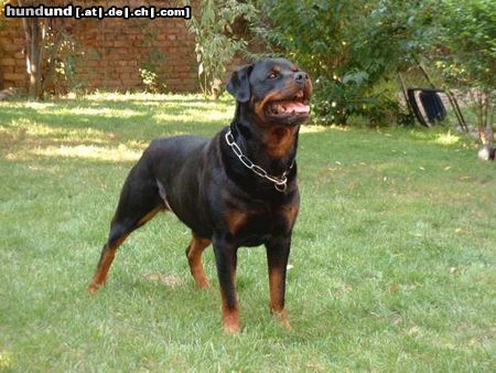 Rottweiler Hunde Foto 21798 Rottweiler Ina vom Allnatal