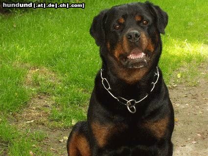 Rottweiler Hunde Foto 21799 in höherer Auflösung ansehen Rottweiler Ina vom Allnatal