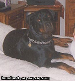 Rottweiler Hunde Foto 10985 Rottweiler darf auf deine bleiben?