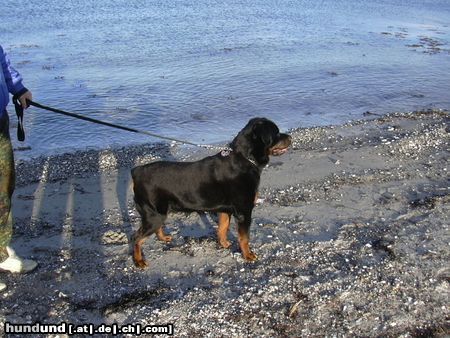 Rottweiler Hunde Foto 23051 Rottweiler Tyson 10 J.