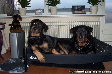 Rottweiler Hunde Foto 4399 Rottweiler Demi, Donja en Beb