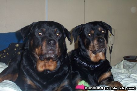Rottweiler Hunde Foto 4401 Rottweiler Damien en Donja