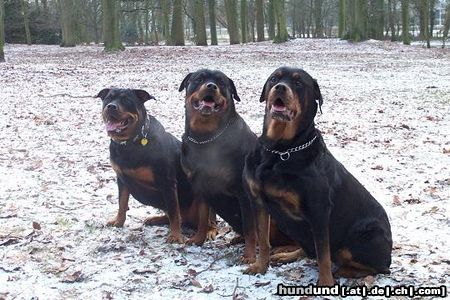 Rottweiler Hunde Foto 4398 Rottweiler Demi, Donja en Beb