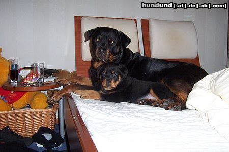 Rottweiler Hunde Foto 4333 Rottweiler Donja en Cujo