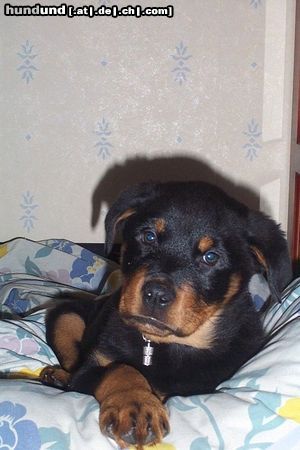 Rottweiler Hunde Foto 4400 Rottweiler Cujo