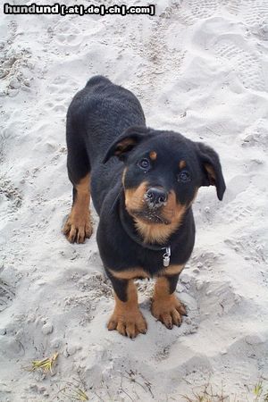Rottweiler Hunde Foto 9490 Rottweiler Cujo, 4 maanden