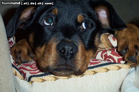 Rottweiler Hunde Foto 8709 Rottweiler Cujo